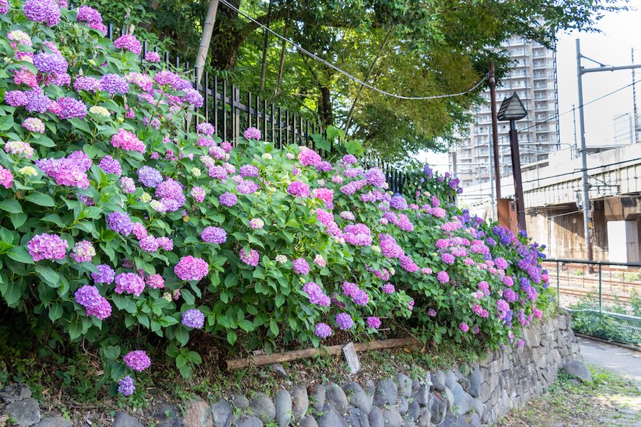 🌳 아스와야마 공원 (足羽山公園) 이미지 9